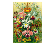 Merch Imagination Puzzle: Ernst Haeckel Orchidea / Orchid 1000 ele - 1275295 - zdjęcie 5